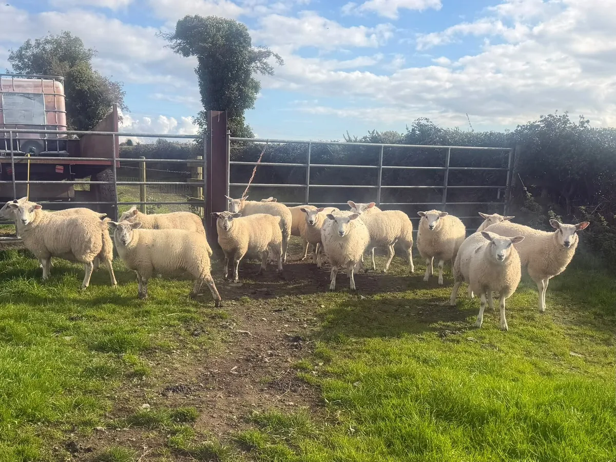 Organic Ewe Lambs - Image 3