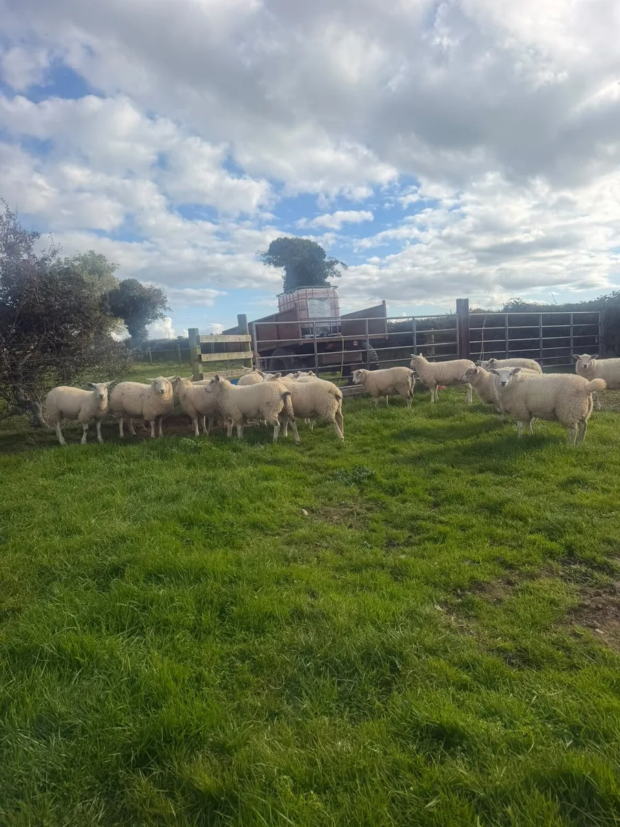Organic Ewe Lambs - Image 4