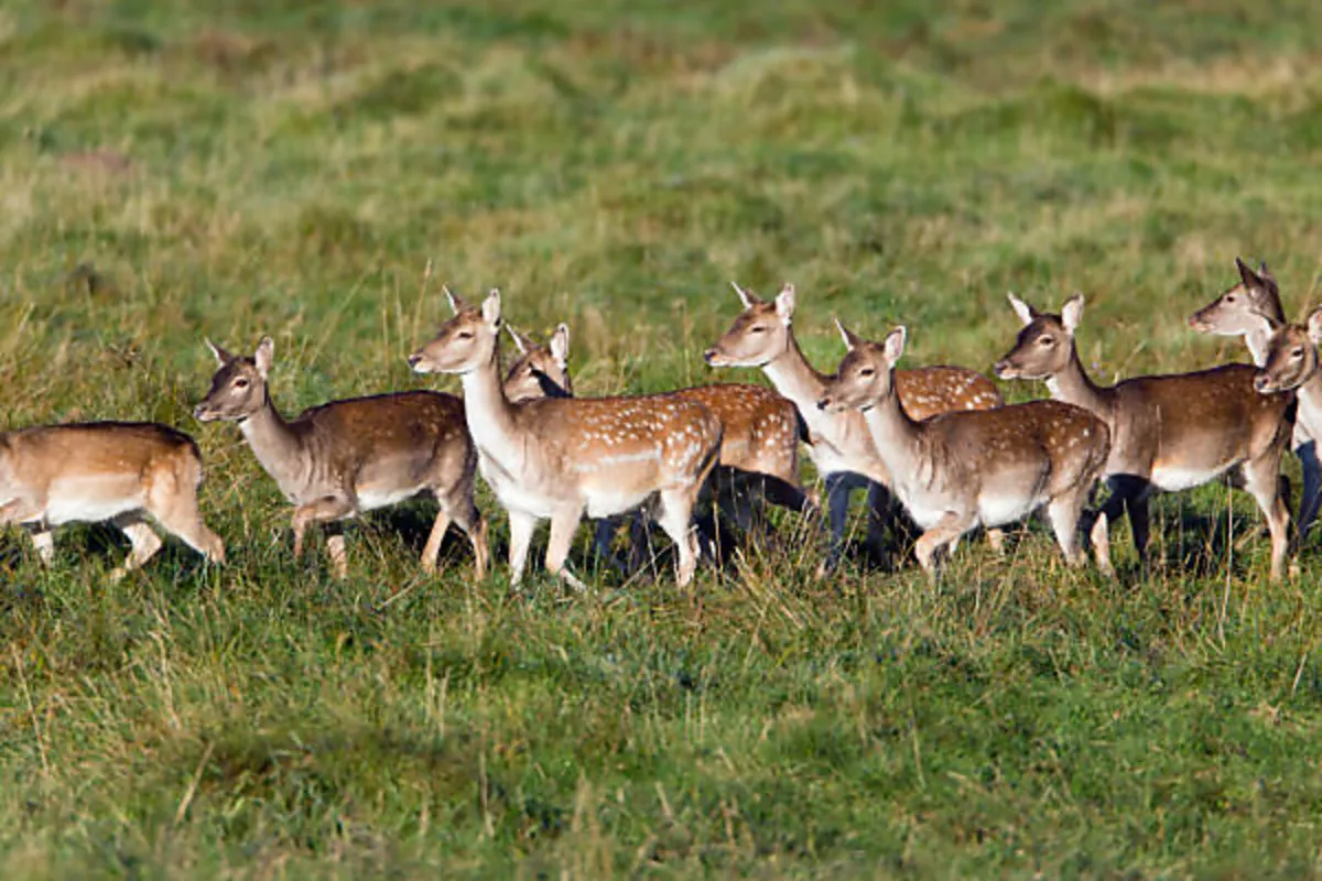 Pest control (Deer, Fox, Rabbit, Crow) - Image 2