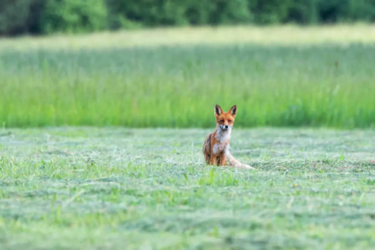 Pest control (Deer, Fox, Rabbit, Crow) - Image 3