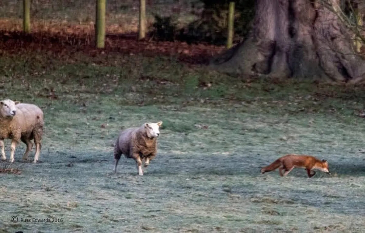 Pest control (Deer, Fox, Rabbit, Crow) - Image 4