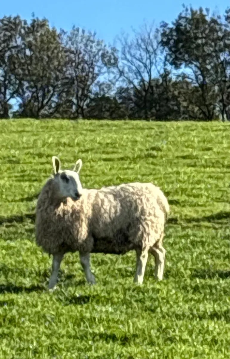 border Lester Ram lambs - Image 1
