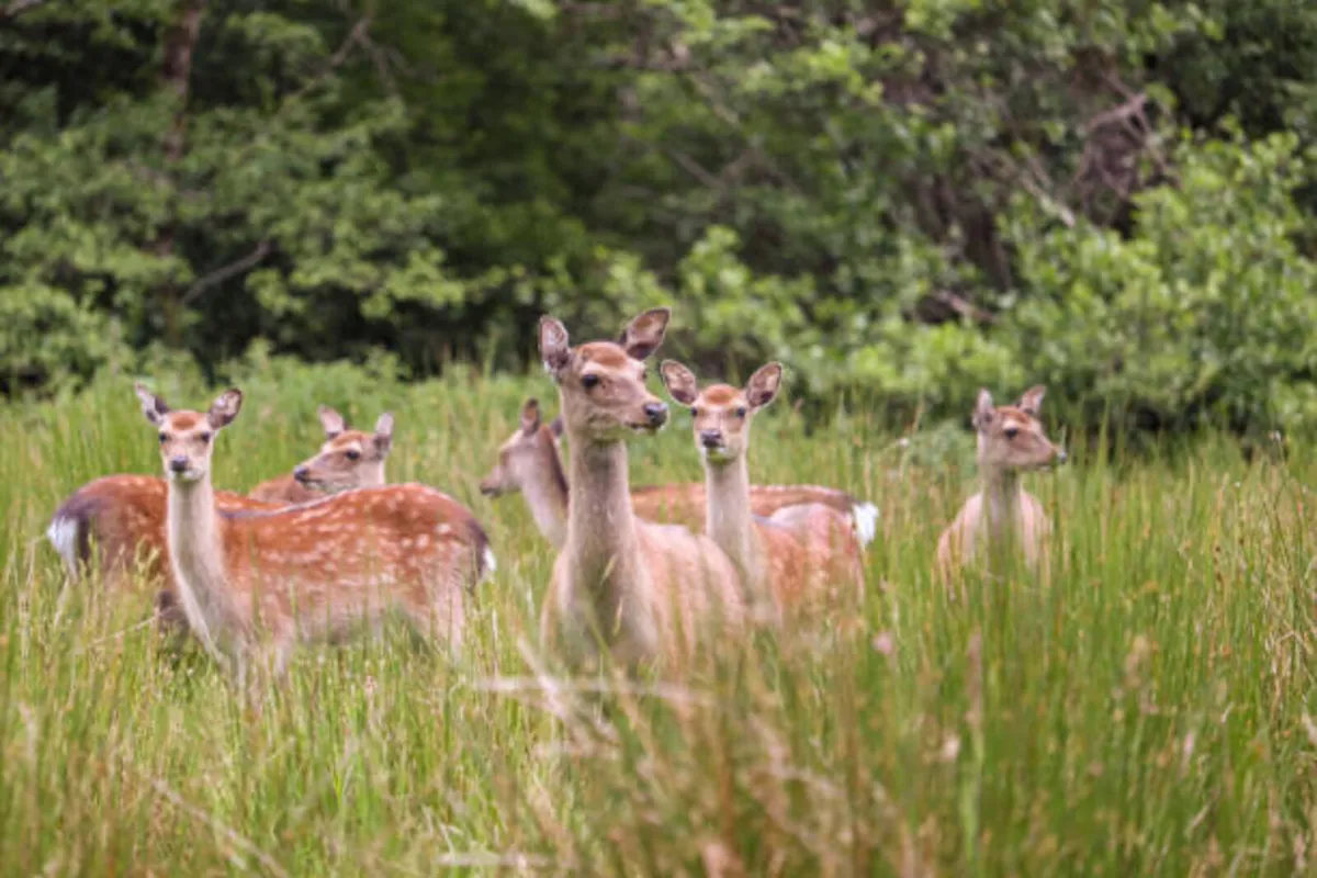 Pest control (Deer, Fox, Rabbit, Crow) - Image 1