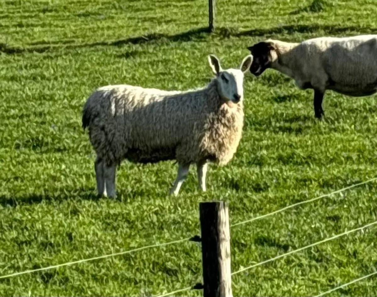 border Lester Ram lambs - Image 3
