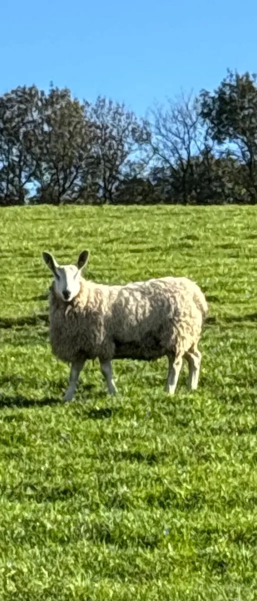 border Lester Ram lambs - Image 2