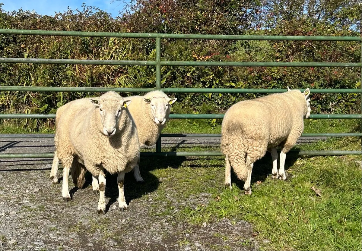 Cheviot Rams - Image 4