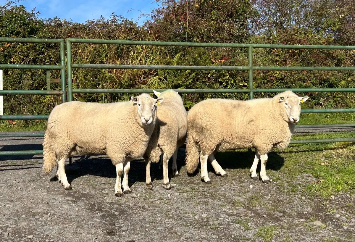 Cheviot Rams - Image 1