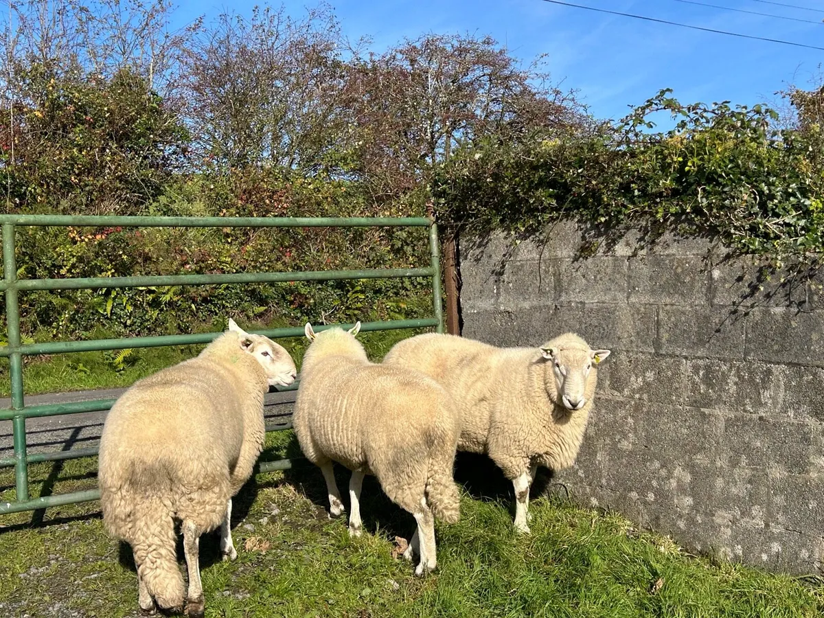 Cheviot Rams - Image 2