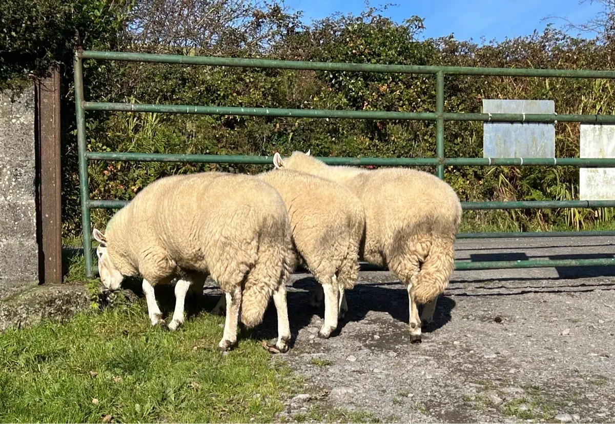 Cheviot Rams - Image 3