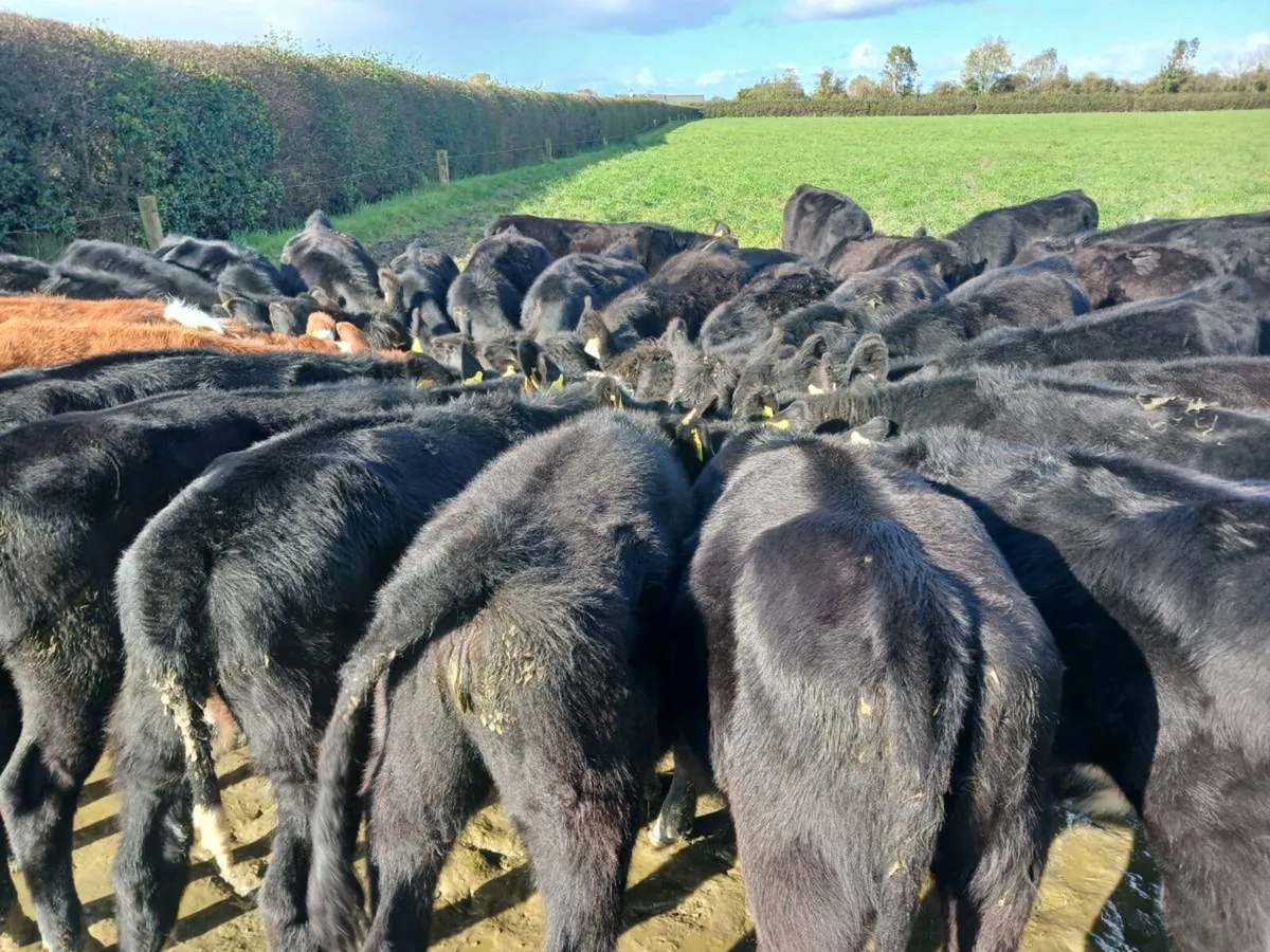 32 ANGUS AND HEREFORD HEIFER WEANLINGS - Image 2