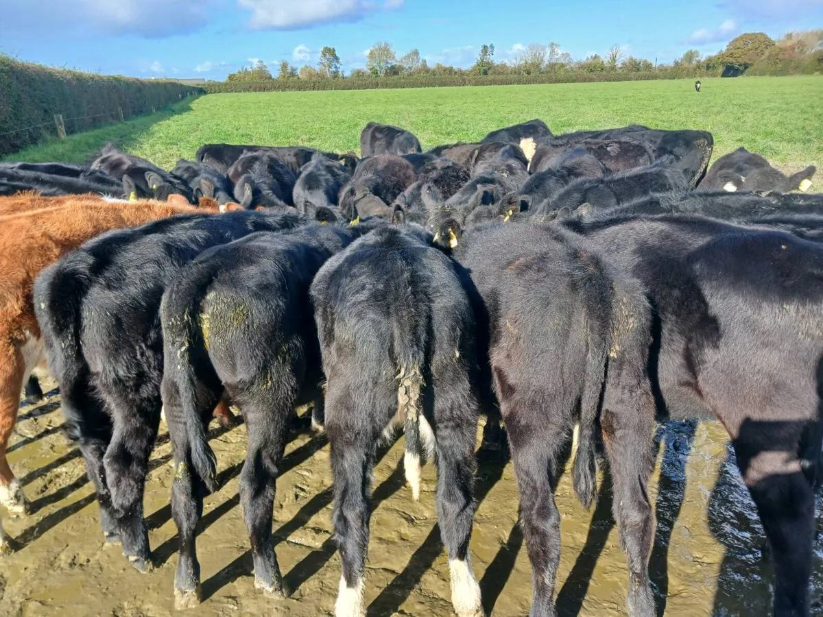 32 ANGUS AND HEREFORD HEIFER WEANLINGS - Image 1