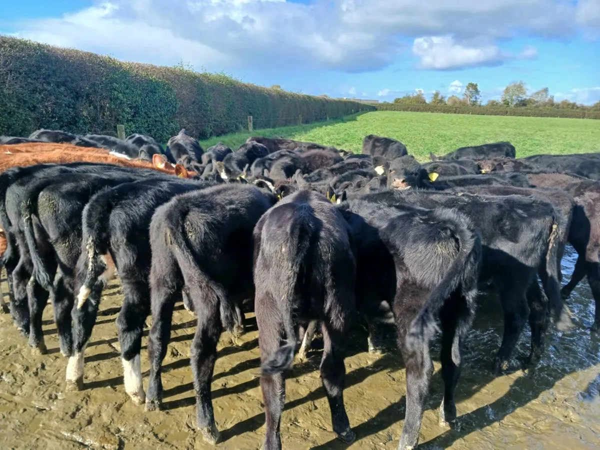 32 ANGUS AND HEREFORD HEIFER WEANLINGS - Image 3