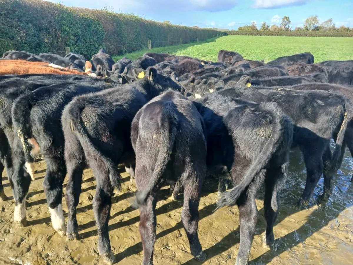32 ANGUS AND HEREFORD HEIFER WEANLINGS - Image 4
