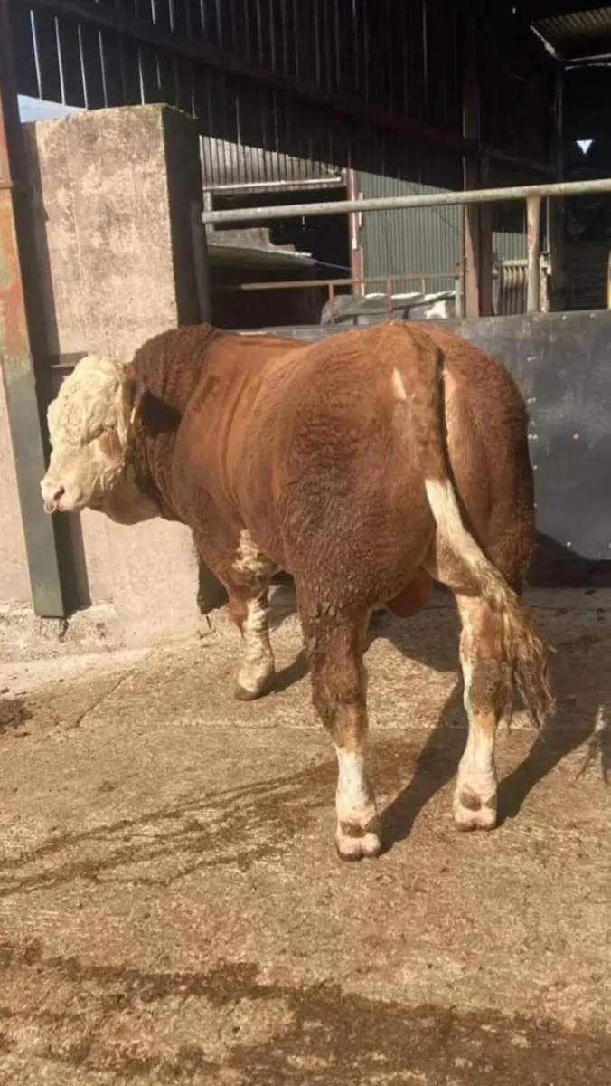 Pedigree Simmental Bull - Image 1