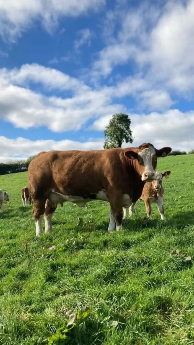Pedigree Simmental Bull - Image 2