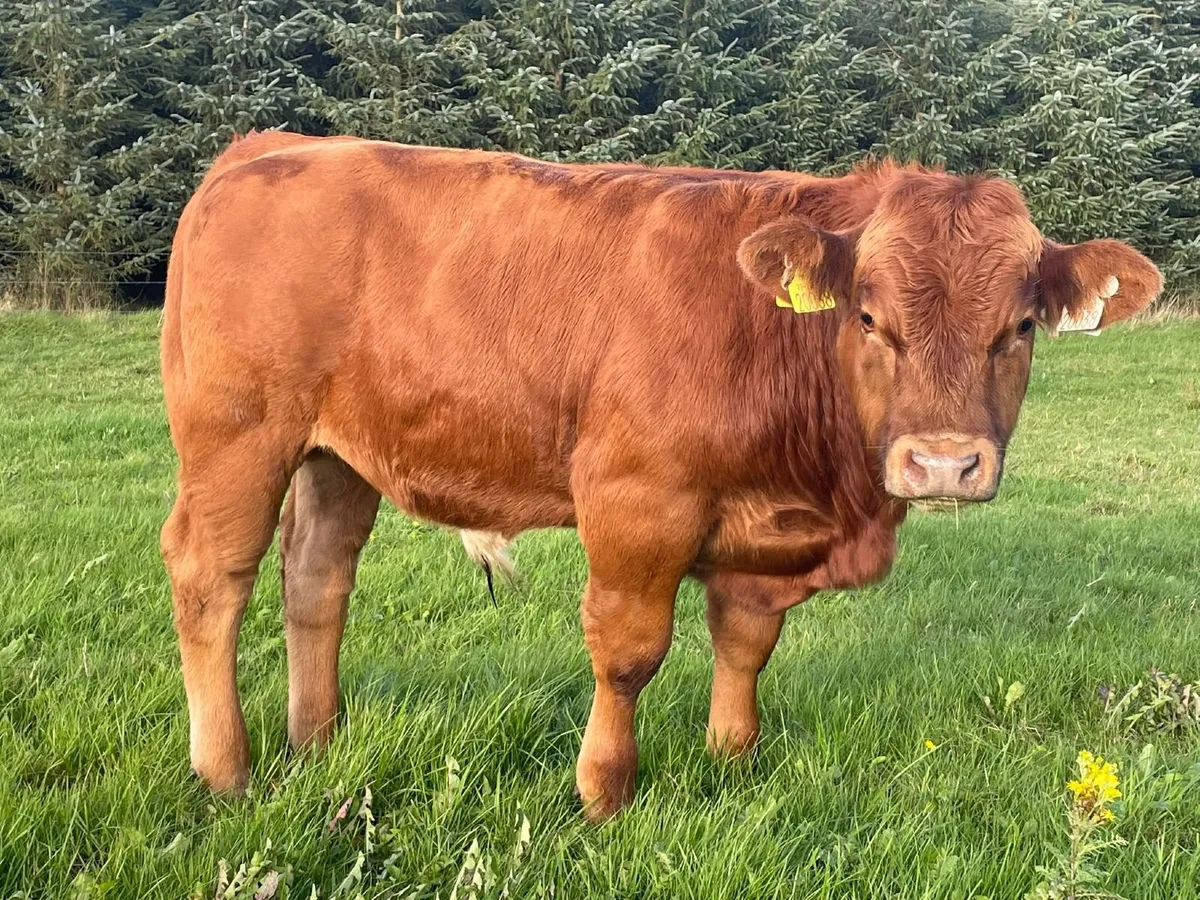 Organic Weanlings - Image 1