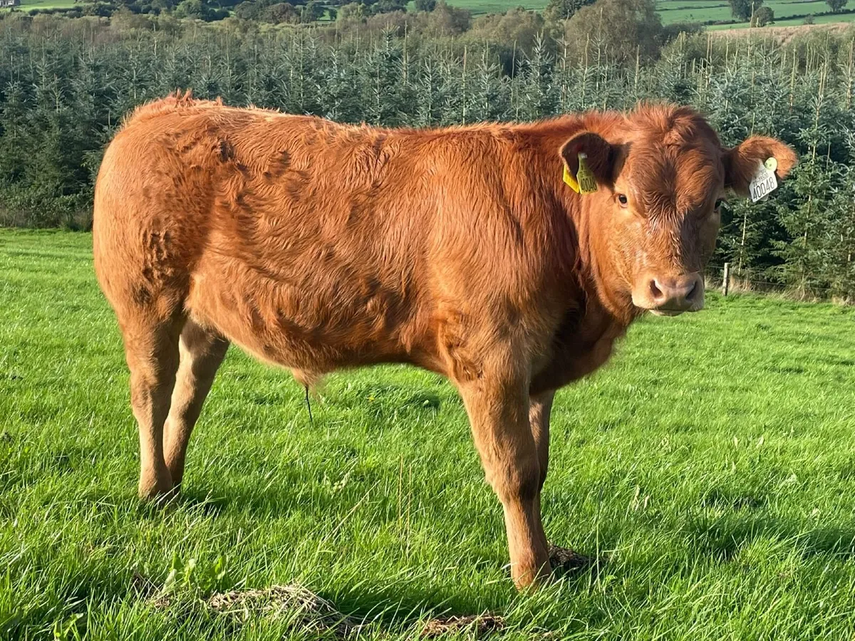 Organic Weanlings - Image 4