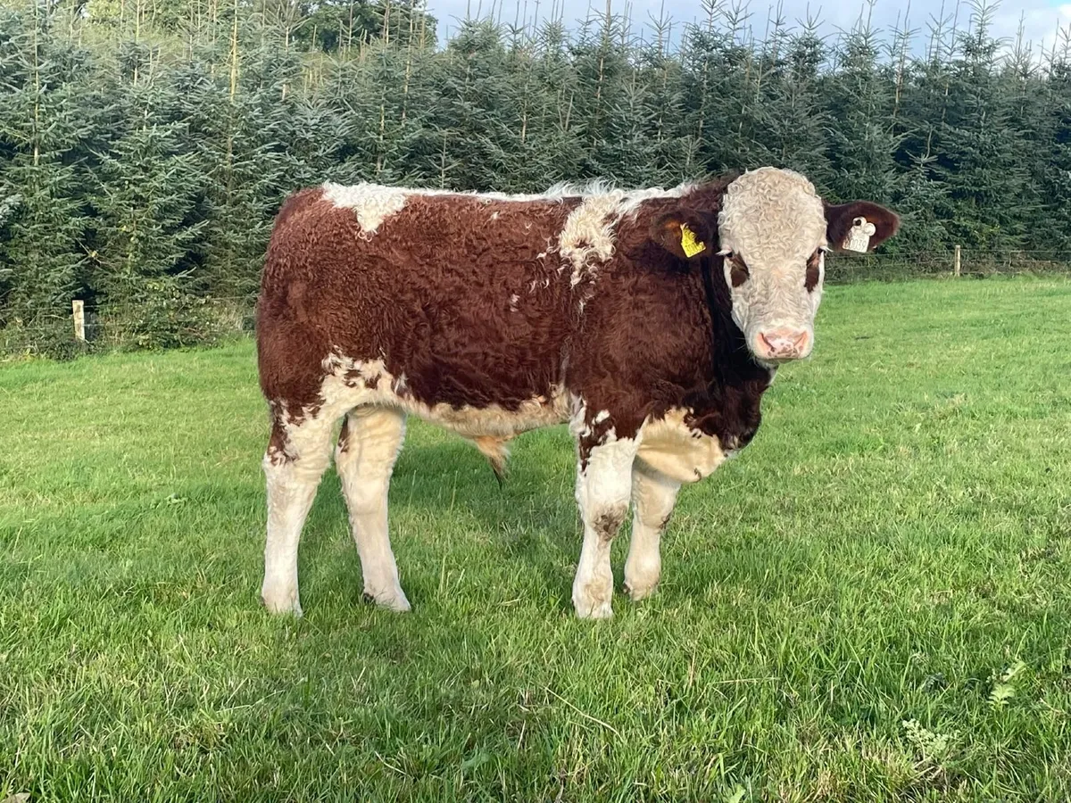 Organic Weanlings - Image 2