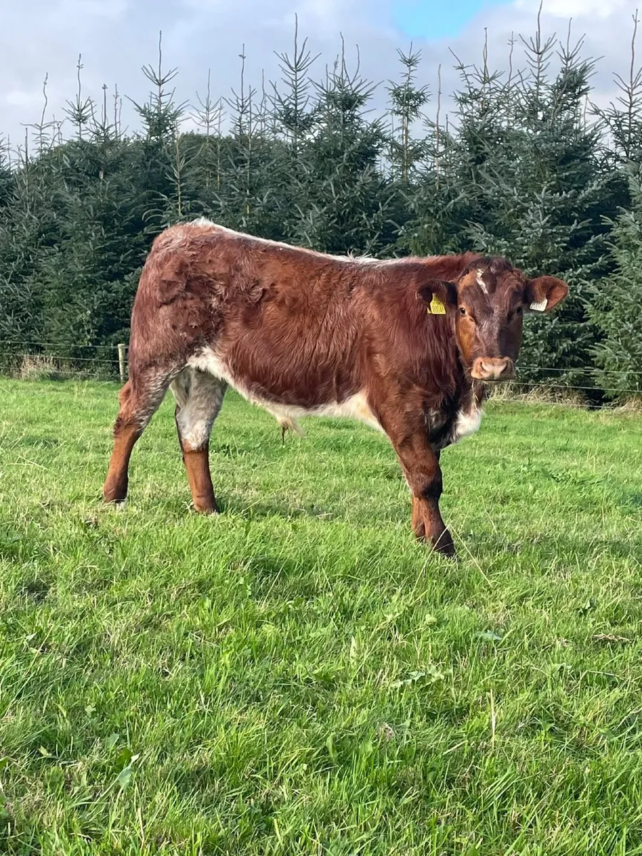 Organic Weanlings - Image 3