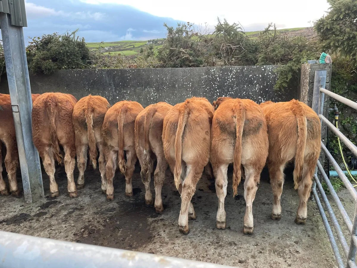 SHOW & SALE OF WEANLINGS - Image 1
