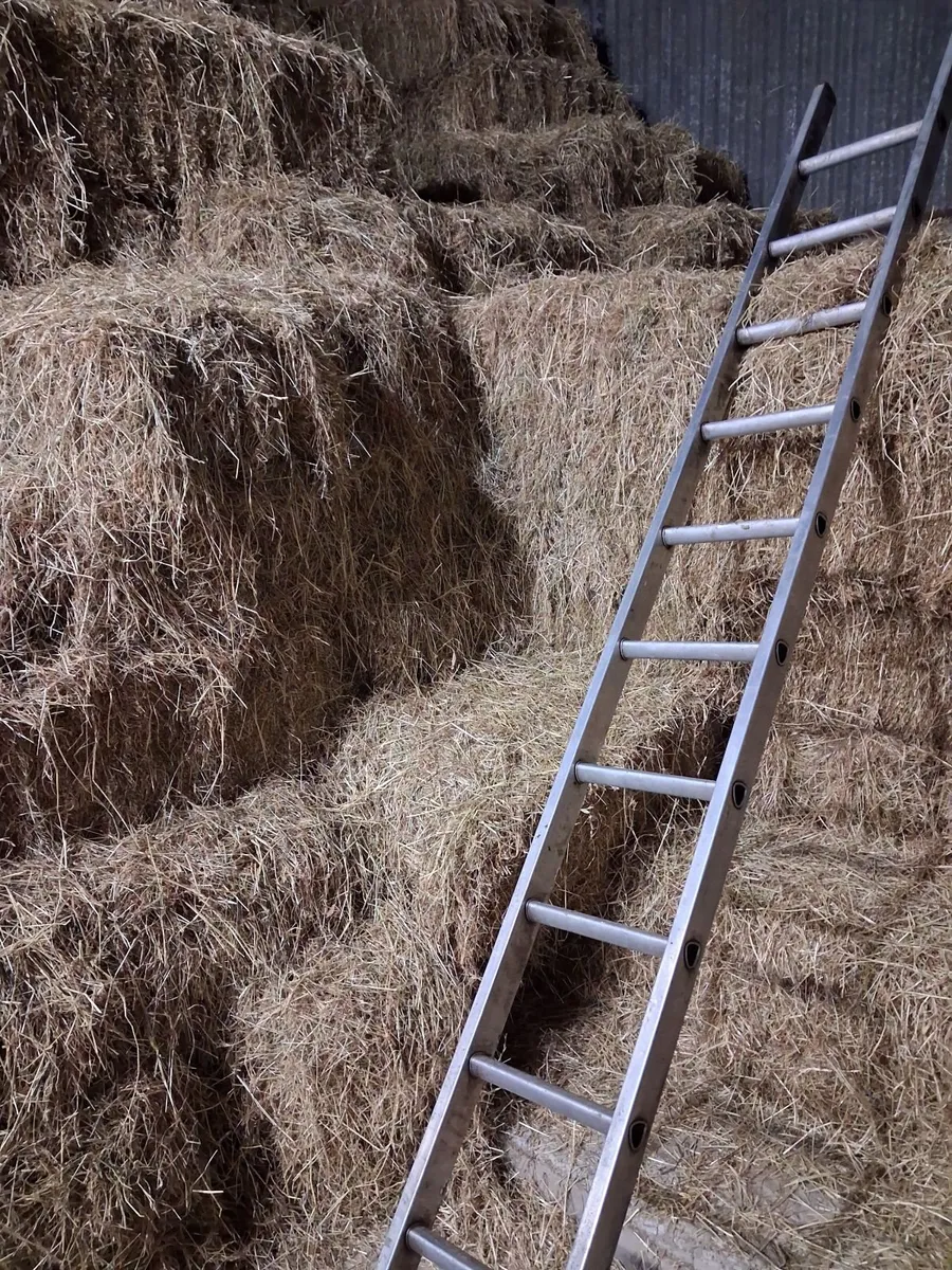 Hay - Image 1
