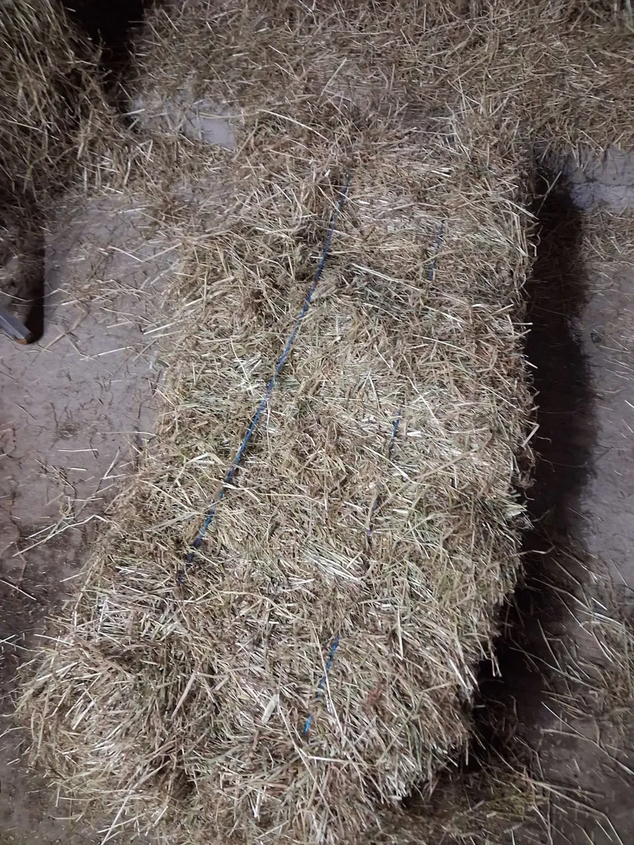 Hay - Image 2