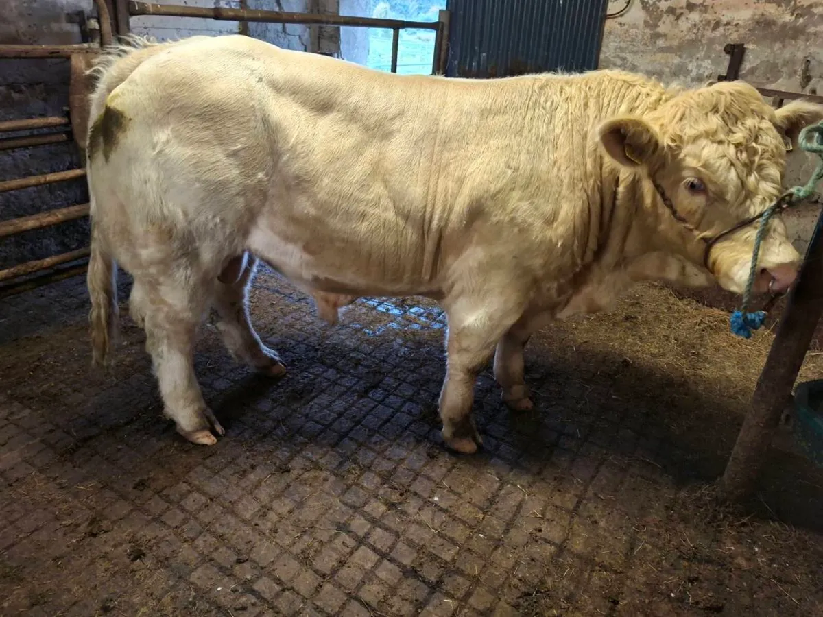 Bull - Image 3