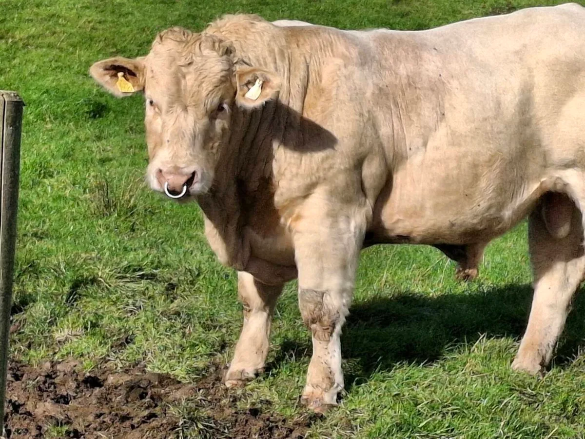 Bull - Image 2