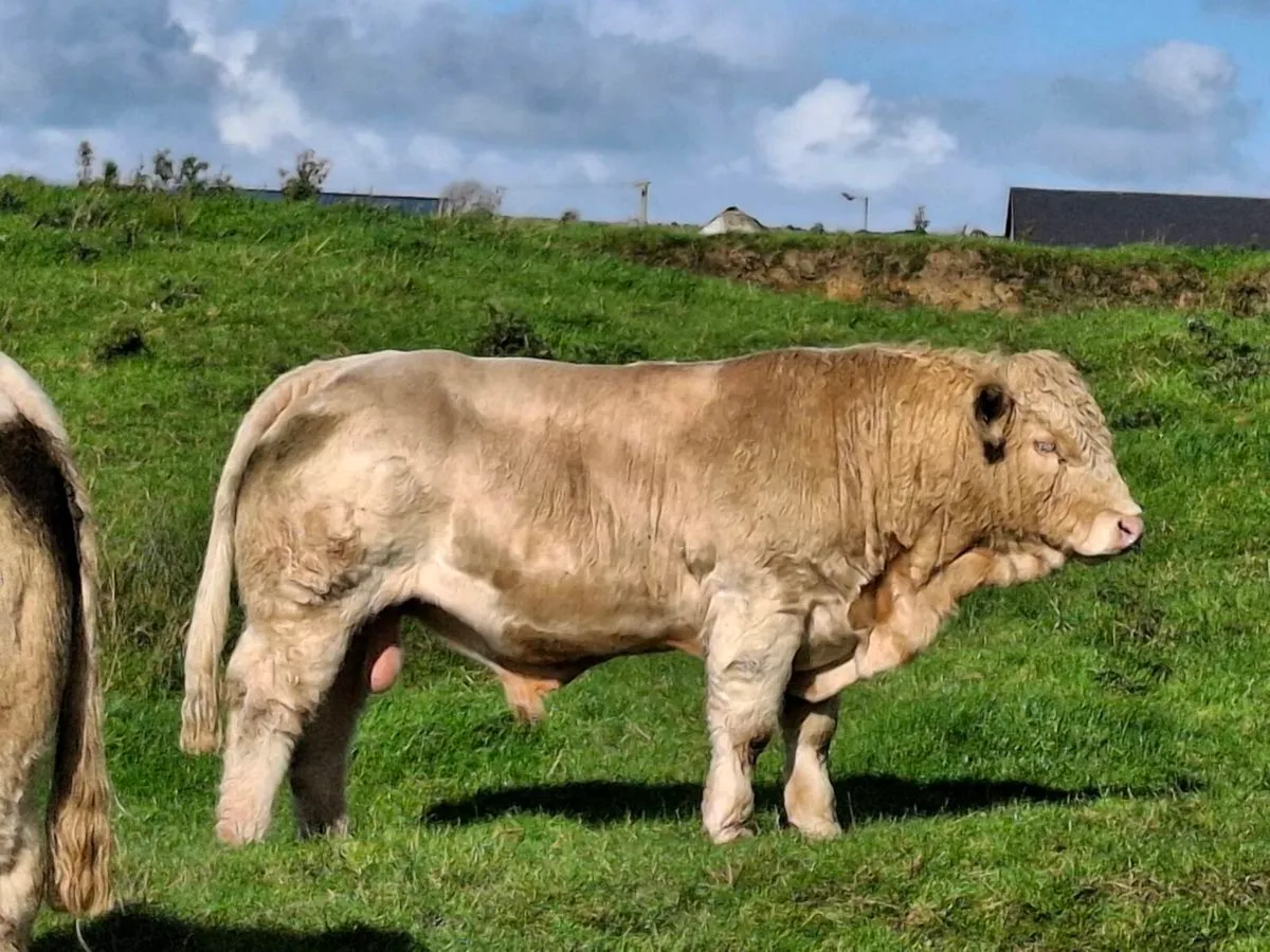 Bull - Image 1