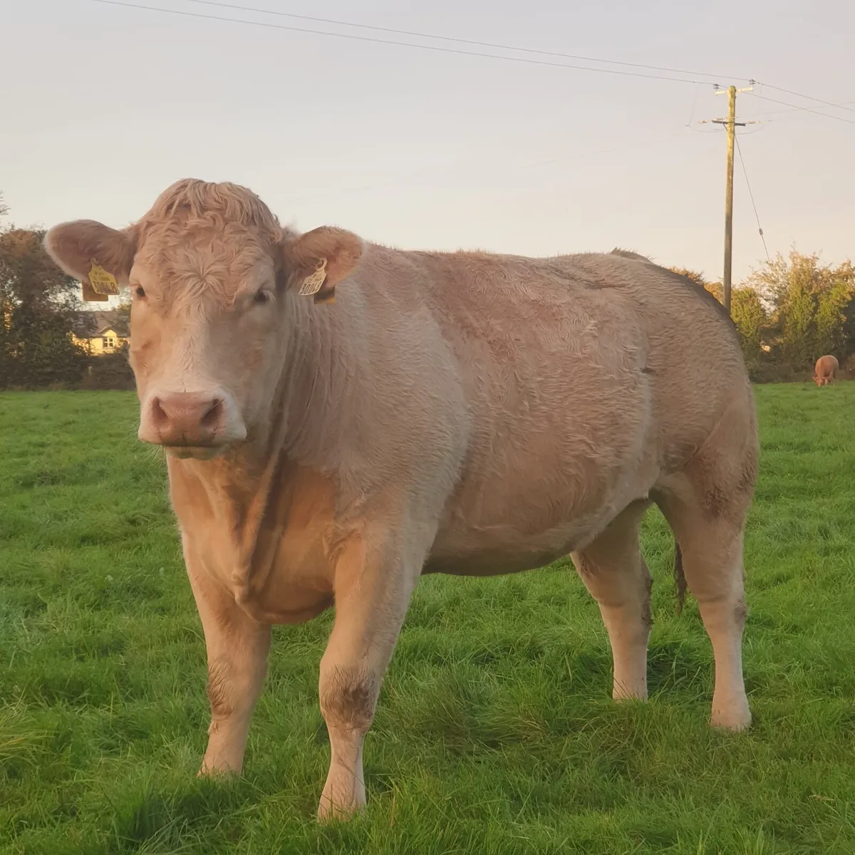 Springing heifers - Image 2