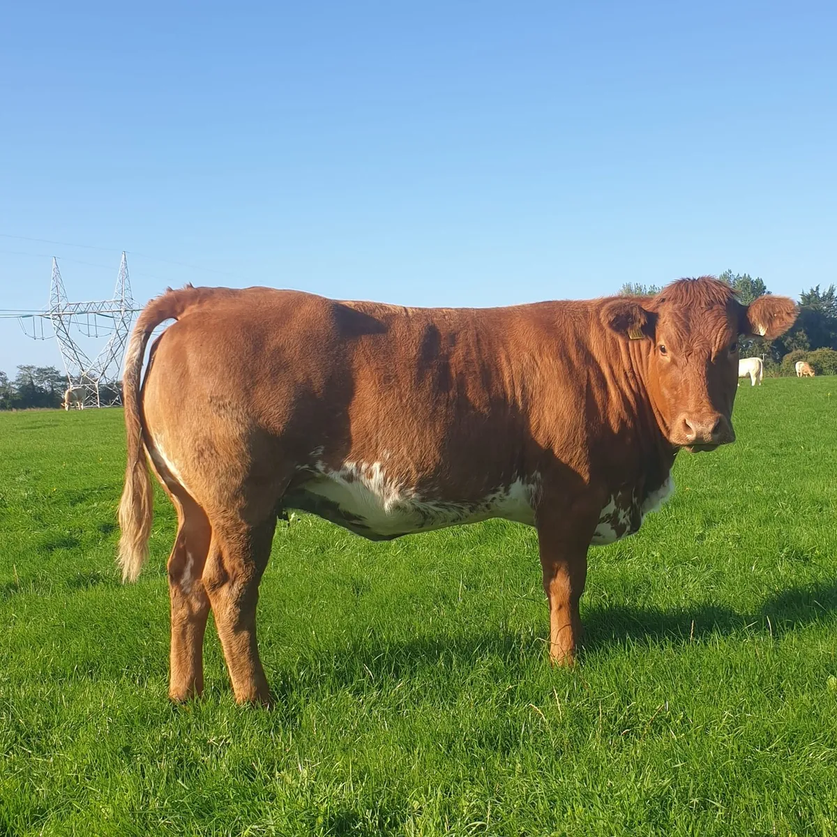 Springing heifers - Image 1