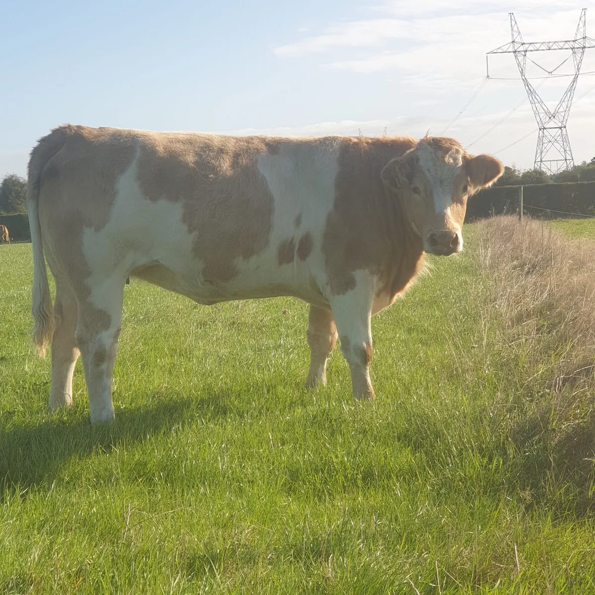 Springing heifers - Image 3