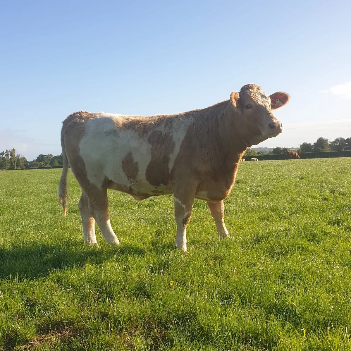 Springing heifers - Image 4