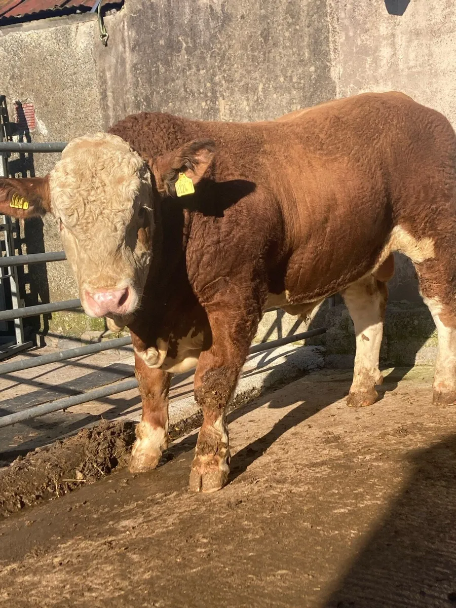 Pedigree Simmental Bull - Image 3