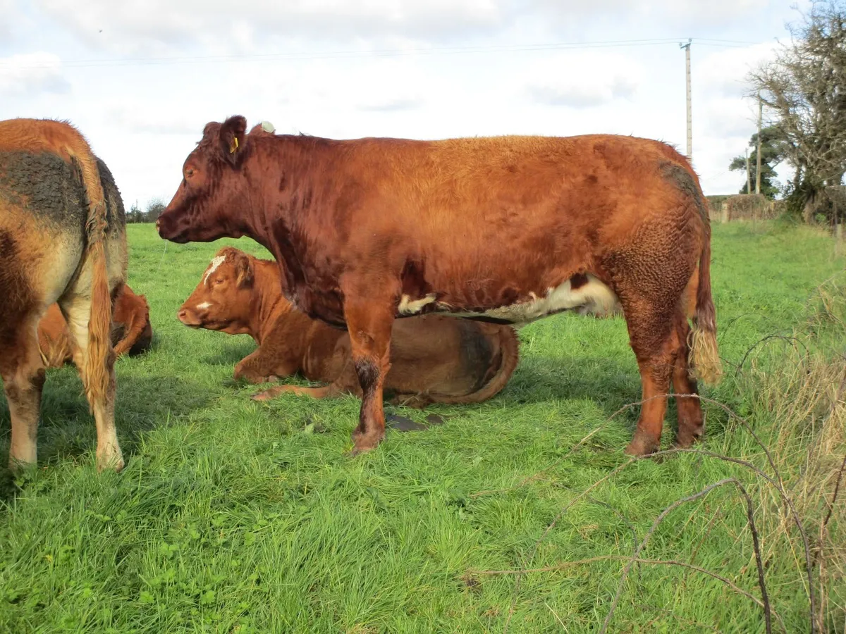 ⭐⭐Incalf Heifers for Balla Sat 7th Nov⭐⭐ - Image 3