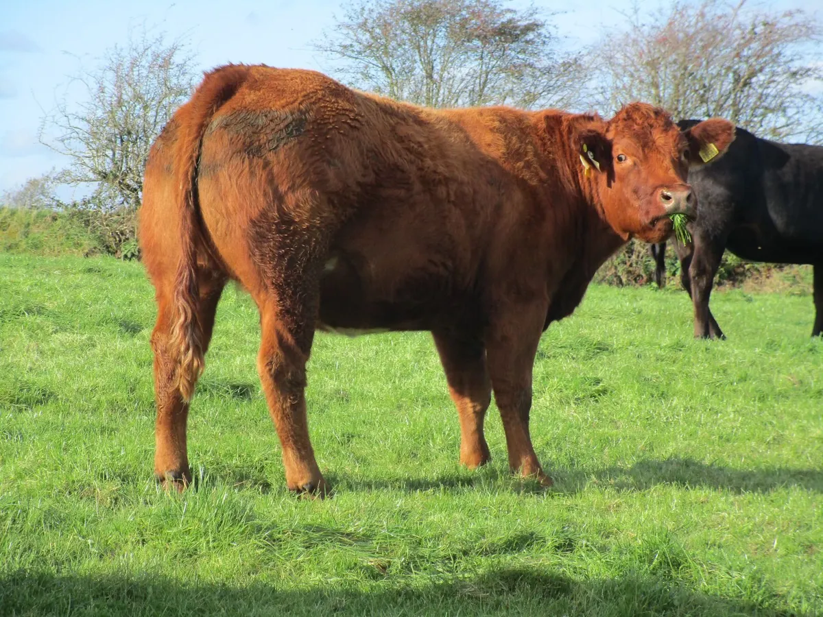 ⭐⭐Incalf Heifers for Balla Sat 7th Nov⭐⭐ - Image 4