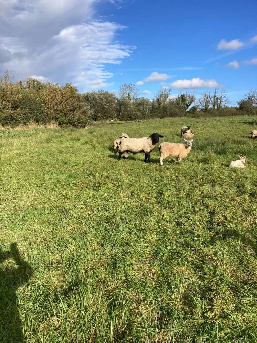 One ram - Image 1