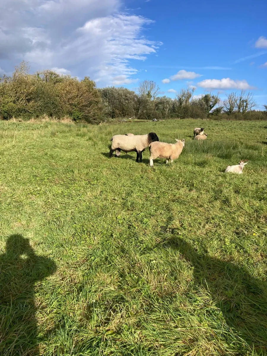 One ram - Image 2
