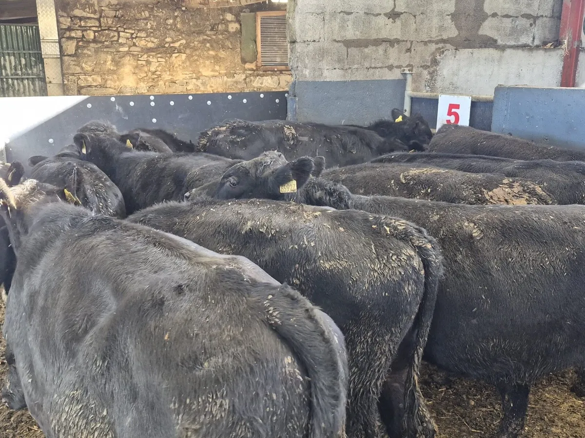 11 Angus Bull Weanlings - Image 4