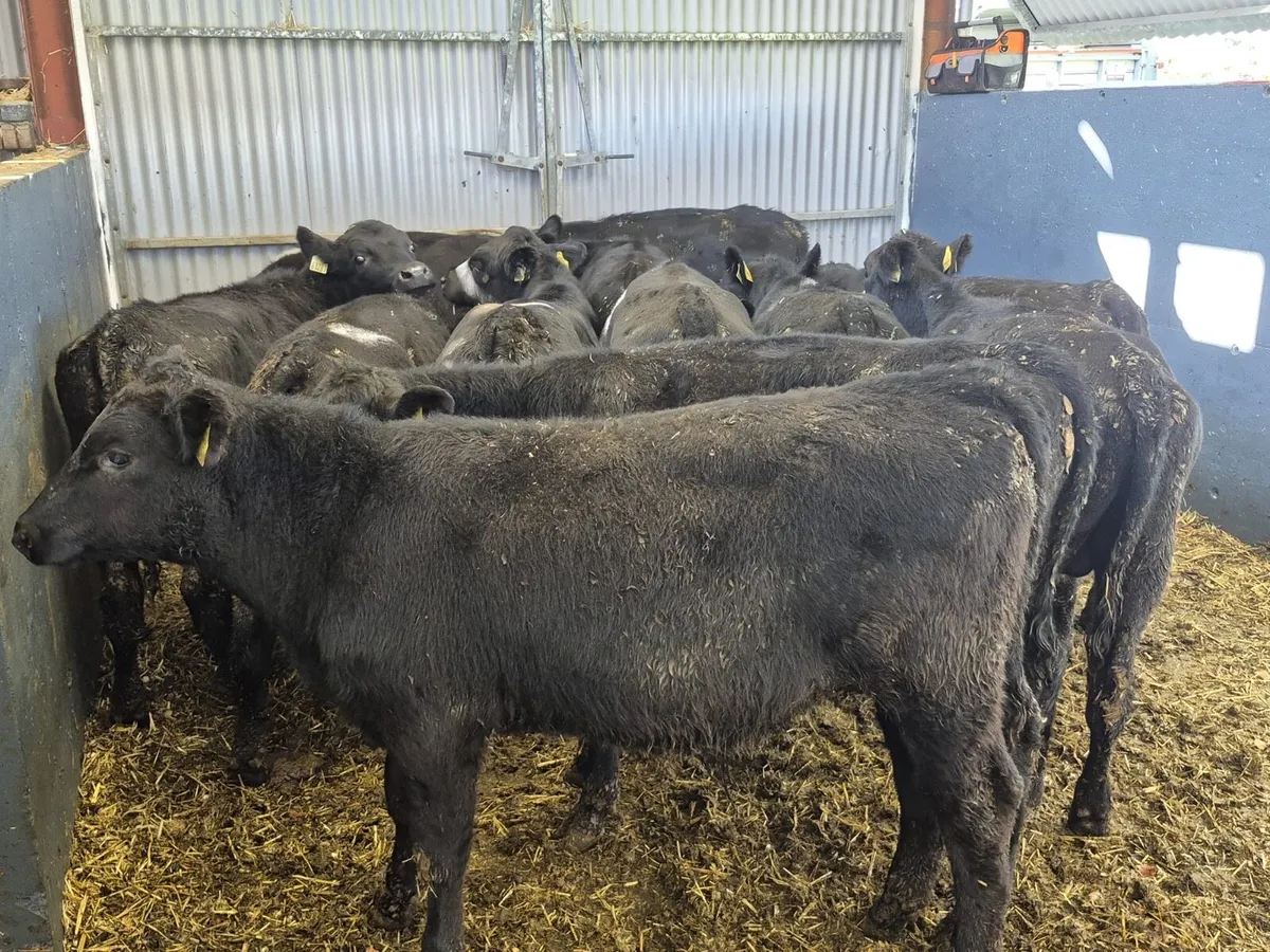11 Angus Bull Weanlings - Image 1