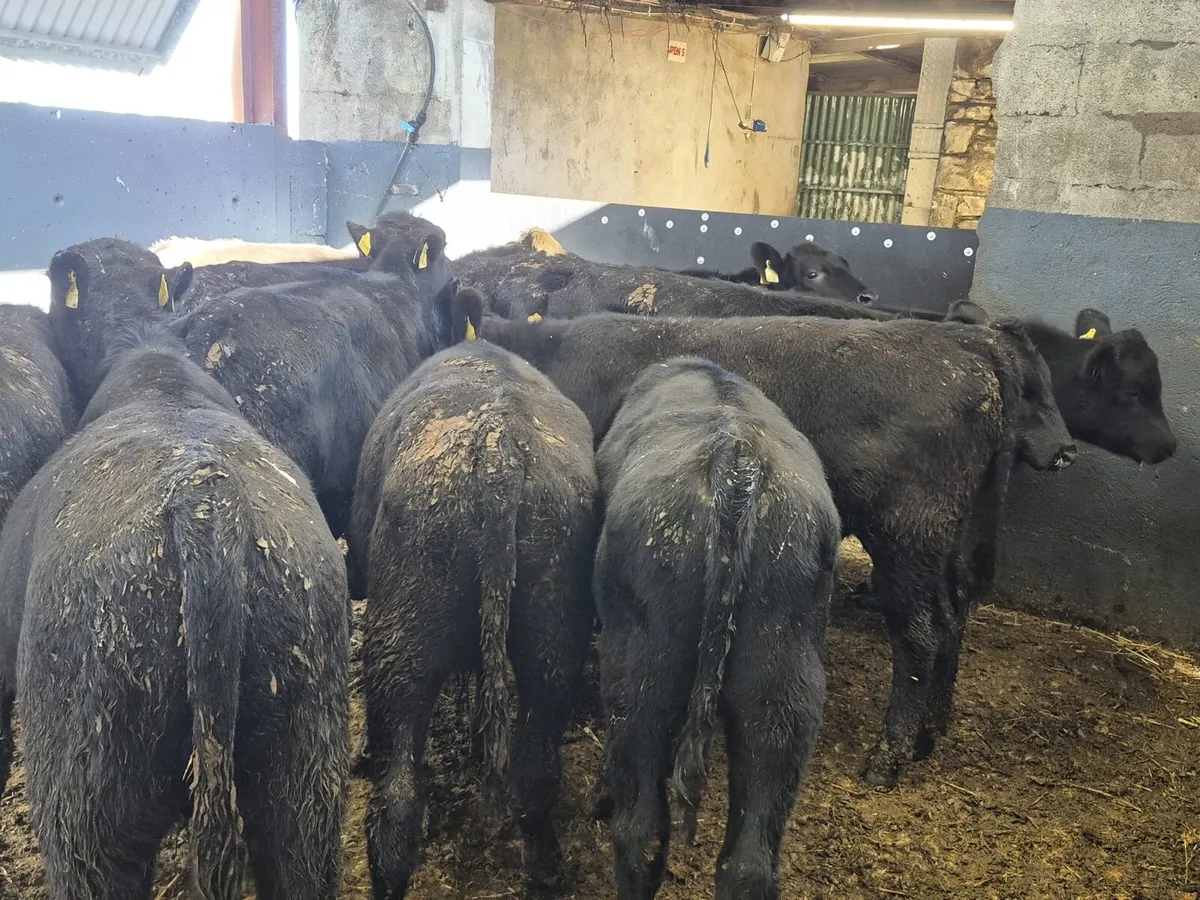 11 Angus Bull Weanlings - Image 2