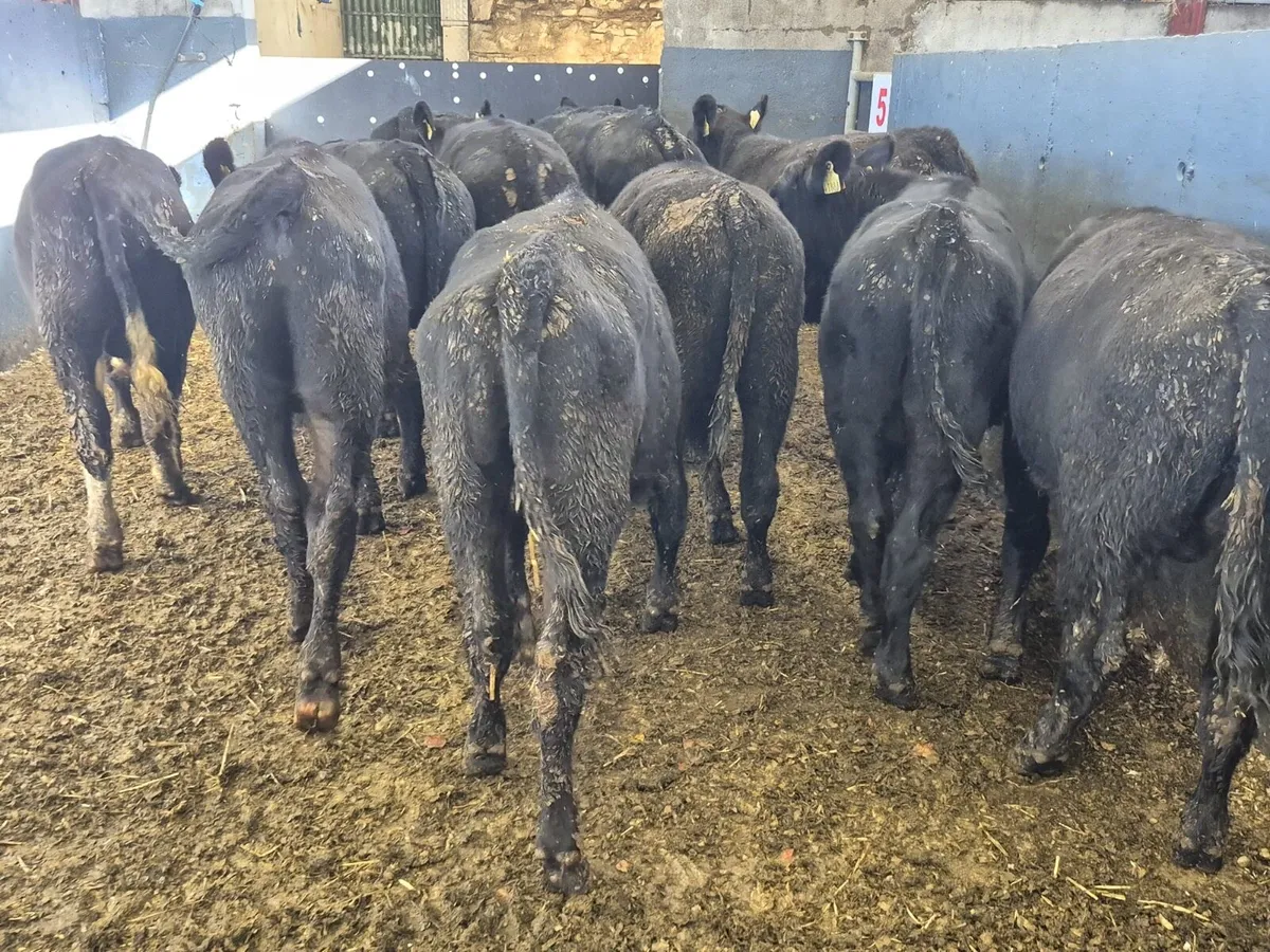 11 Angus Bull Weanlings - Image 3