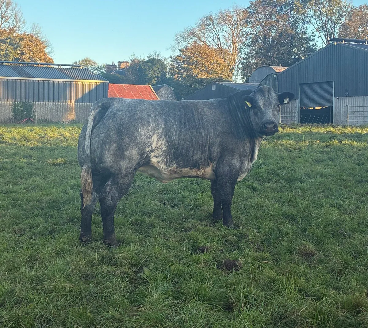 Breeding heifers - Image 1