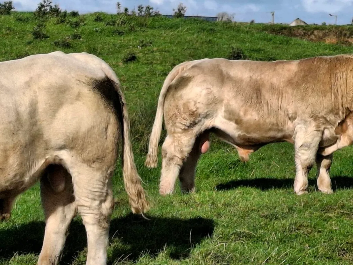 Bull - Image 4