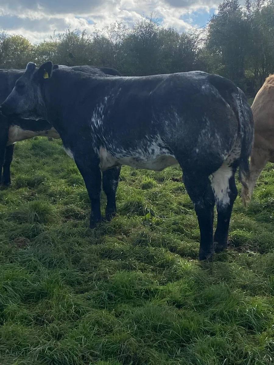 Breeding heifers - Image 2