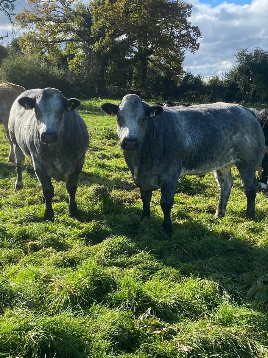 Breeding heifers - Image 3