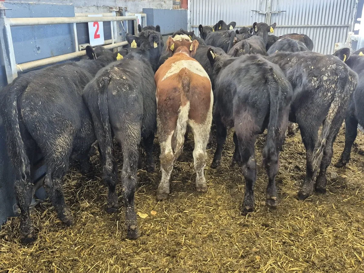 17 Weanling Bulls 220kgs - Image 1