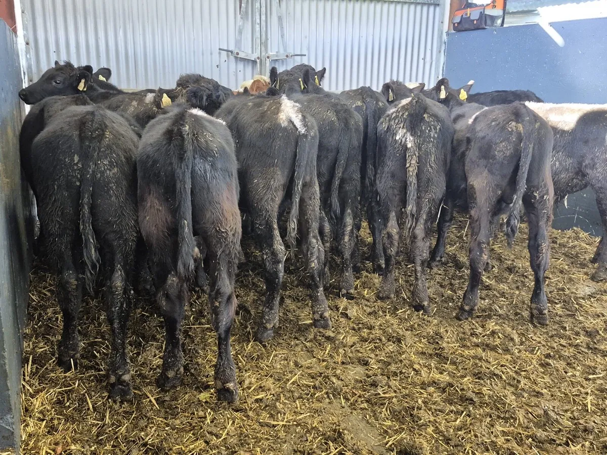 17 Weanling Bulls 220kgs - Image 2
