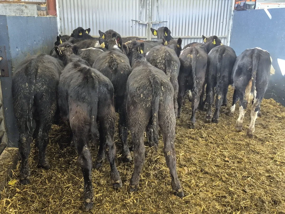 17 Weanling Bulls 220kgs - Image 3