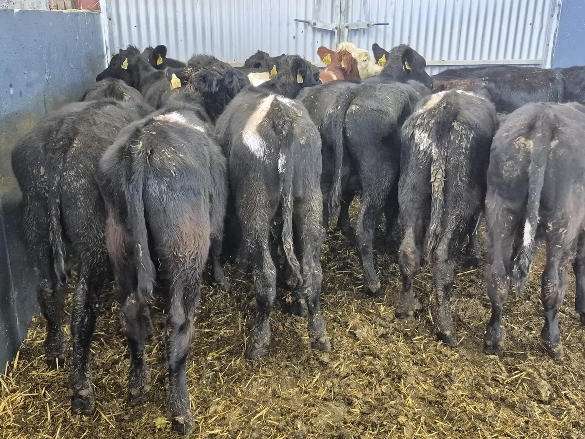 17 Weanling Bulls 220kgs - Image 4